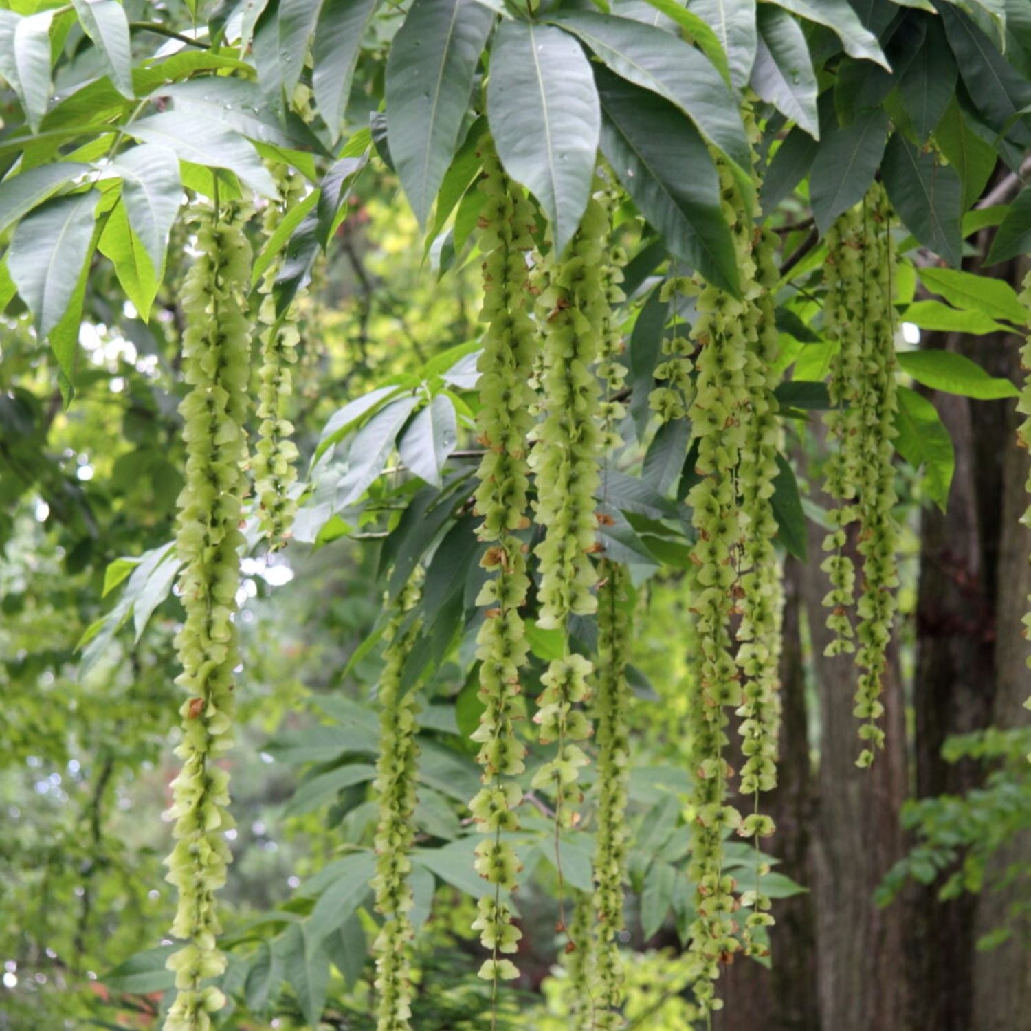 Expert Gardener 3-4' Hornbeam Monkeytail in 1 gal. Grower Pot