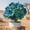d, variant on Desert Rose-Easy Grow-Low Maintenance-Ideal for Beds Borders,Plant Pots & Planters