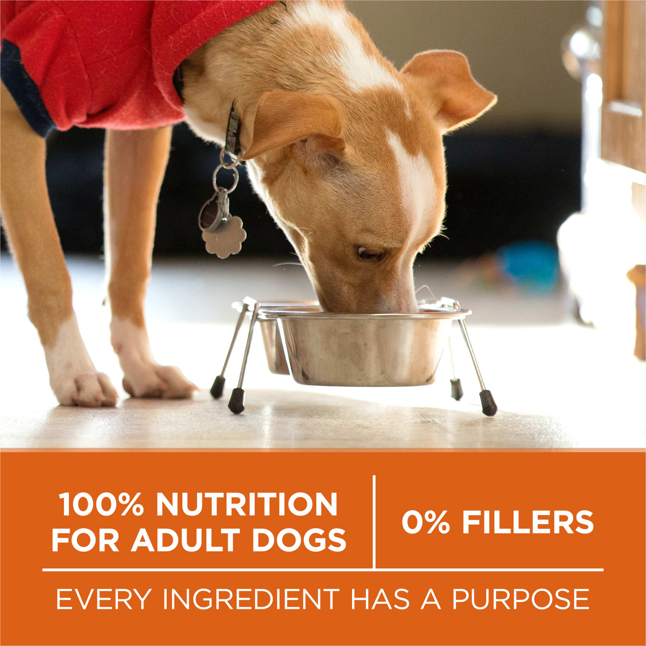 Purina One Plus High Protein Healthy Weight Dry Dog Food, 16.5 lb photo 8