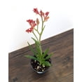 thumbnail image 6 of MicroStarts Live Waterwise Variety Pack - 4 Landscape Plants in 4 inch pots, 6 of 9