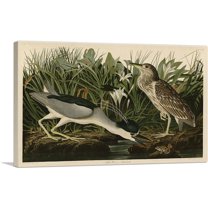 ARTCANVAS Black-Crowned Night-Heron Canvas Art Print by John James Audubon - Size: 18" x 12" (1.50" Deep)