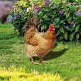 thumbnail image 5 of Brixlen Realistic Hen Acrylic Garden Stake, Lifelike Chicken Yard Art Sign, Weatherproof Animal Ornament for Backyard Patio Lawn Farm Landscape Decoration, 5 of 5