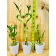 thumbnail image 5 of 3 Pack Live Lucky Bamboo Heart Shape in Ceramic Vases, 5 of 10
