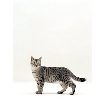 - Domestic Cat, 5-Month Silver Spotted Shorthair Male, Standing with Tail Relaxed Print Wall Art By Jane Burton