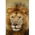 thumbnail image 2 of Jones, Adam 17x24 Black Ornate Wood Framed with Double Matting Museum Art Print Titled - Adult black maned Lion-Panthera leo-Serengeti National Park-Tanzania-Africa, 2 of 4
