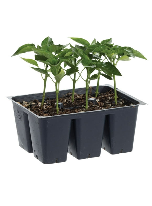Shop All Vegetable Plants in Vegetable Plants