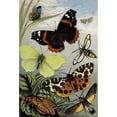thumbnail image 2 of William Houghton 13x18 Gold Ornate Wood Frame and Double Matted Museum Art Print Titled - Lepidoptera (1877), 2 of 4
