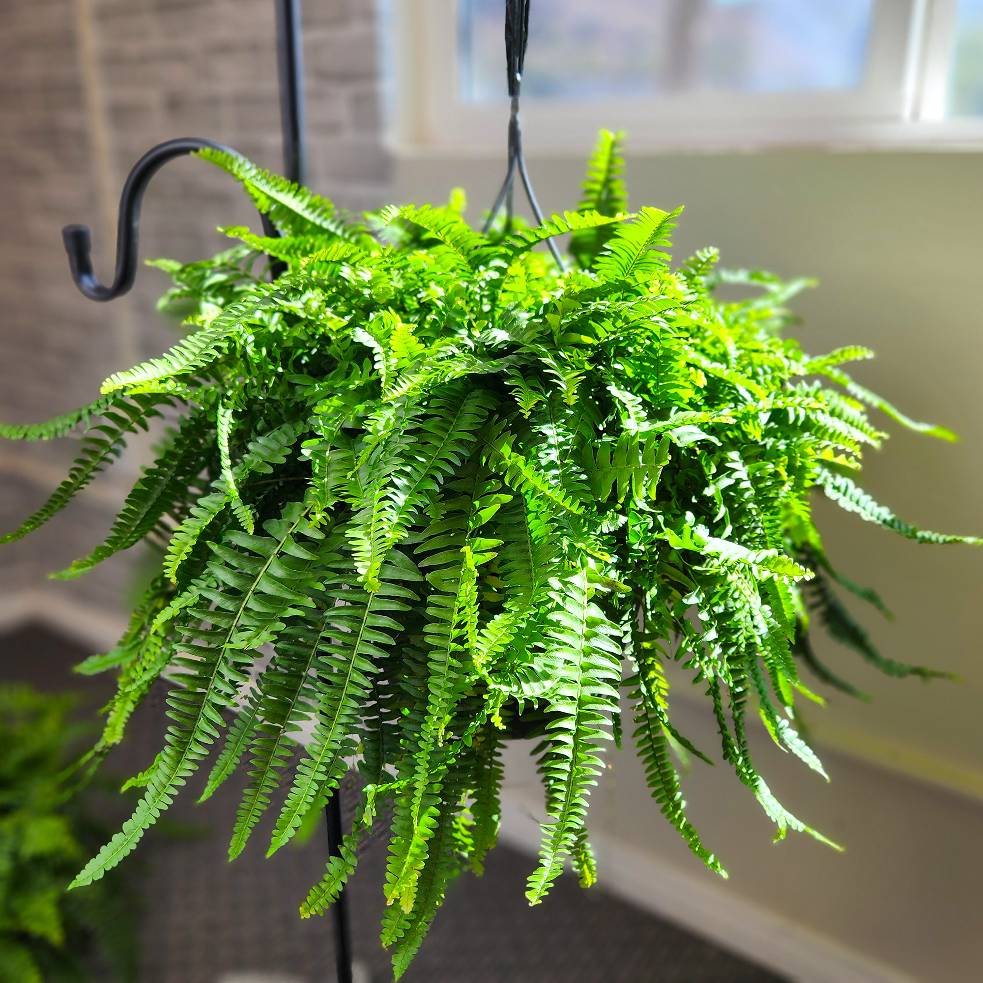 Boston Fern Houseplant & Outdoor Plant | 10in Hanging Basket; Partial Sun | Element by Altman Plants
