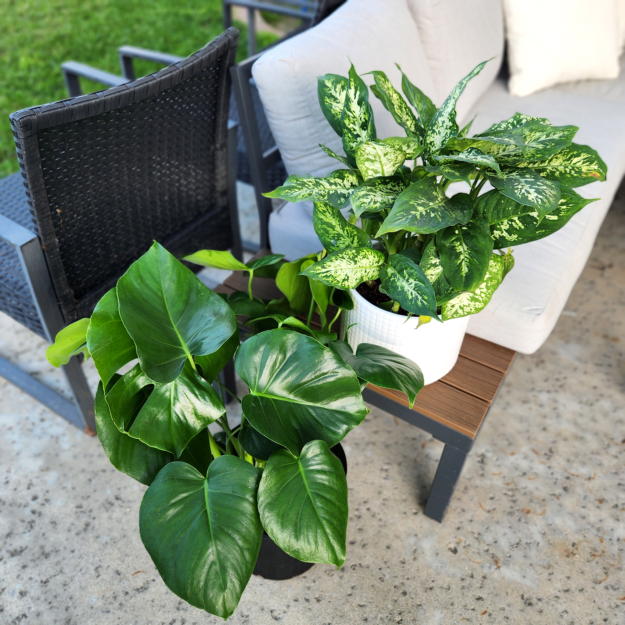 Monstera Tauerii in 10" Grower Pot, Air Purifying Live Plant