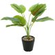 thumbnail image 4 of Planta de tortuga Billuyoard ecológica bajo mantenimiento decoración hogar oficina JH5472, 4 of 6