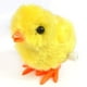 thumbnail image 3 of Juguete de peluche Wind-Up Jumping con forma de pollo, 3 nutrias, 12 unidades, 3 of 6