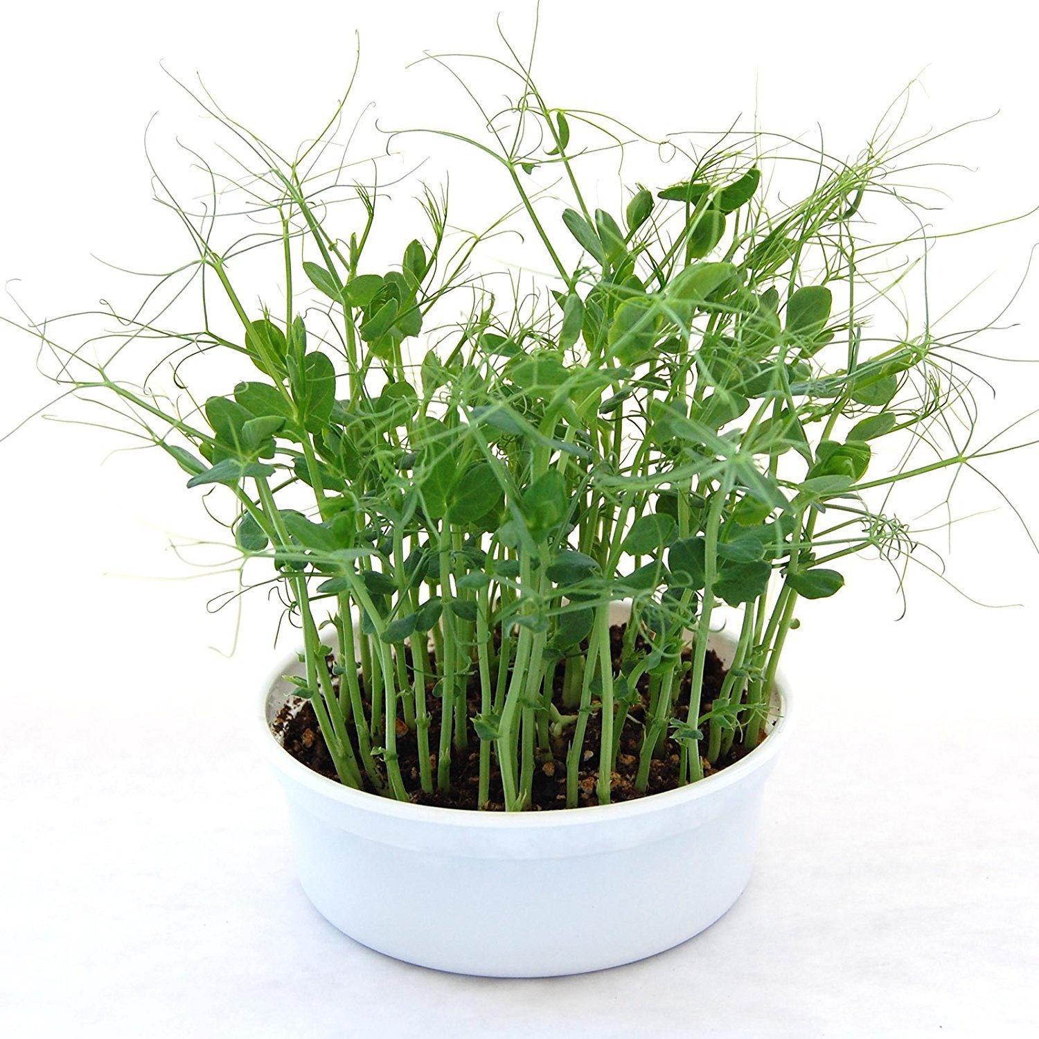 Mini Microgreens Growing Kit - Pea Shoots - Grow Your Own Organic Gourmet Micro Greens Indoors: Salad, Sandwich & Garnish - Easy & Fun - Great Gift or Stocking Stuffer - image 3 of 3