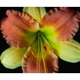 thumbnail image 2 of Reynolds, Richard 30x26 Gold Ornate Wood Framed with Double Matting Museum Art Print Titled - Daylily 2, 2 of 4