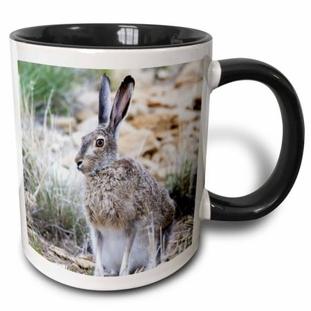 3drose, Usa, Wy. White-tailed Jackrabbit Sitting in a Rocky Habitat., 15oz Two-tone Black Mug