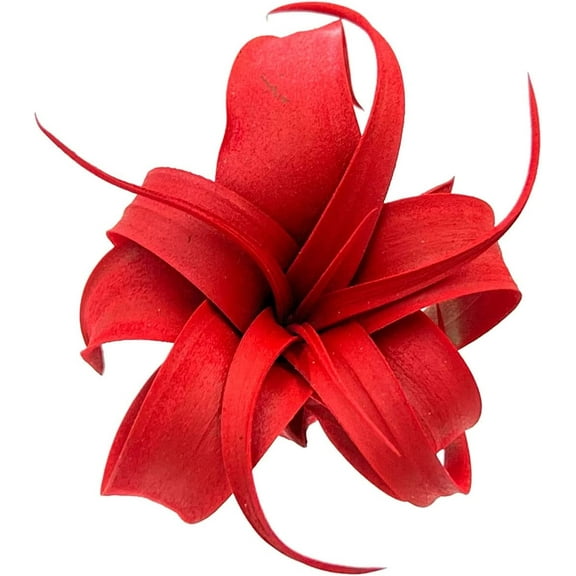 ragnaroc 2-4" Red Tillandsia Xerographica Pup Live Plants