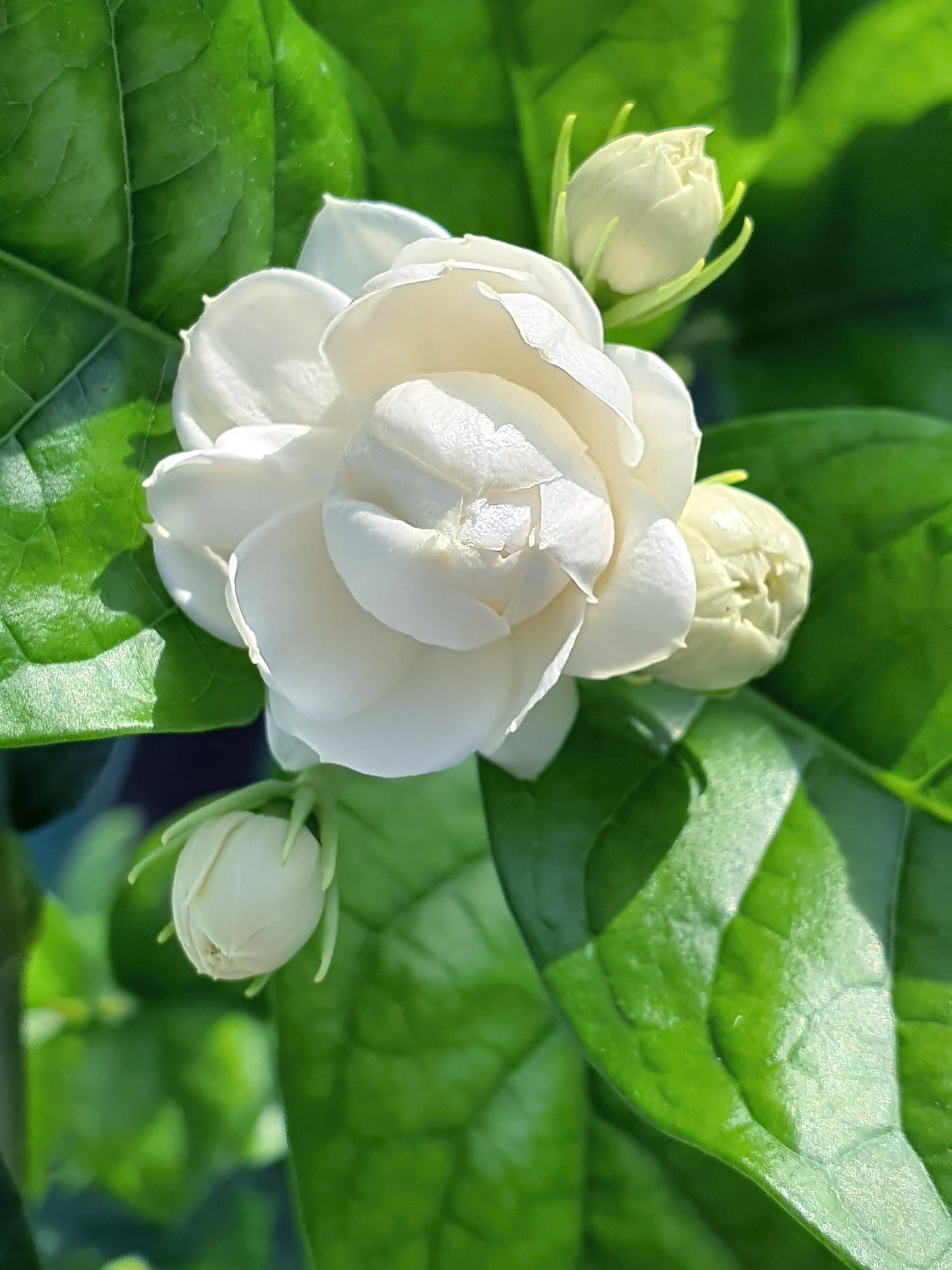 Grand Duke of Tuscany - Arabian Jasmine Plant - Triple Bloom- 4" Pot