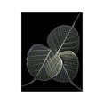 thumbnail image 2 of Incado 19x24 Black Ornate Wood Framed with Double Matting Museum Art Print Titled - Dark Leaves, 2 of 4