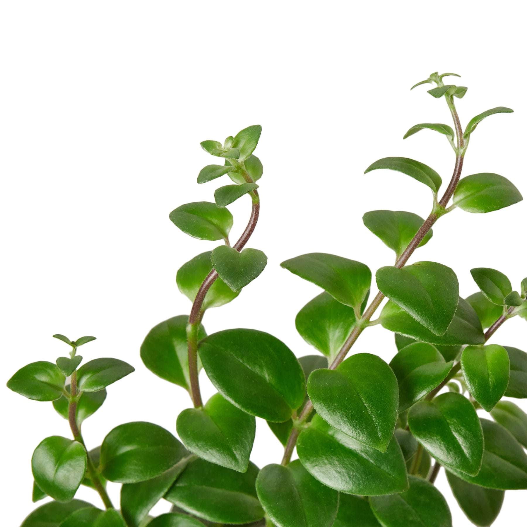 Lipstick Plant Live Plant for Indoor | Different Houseplants in 4'' & 6'' Pot | Real House Plant for Living Room, Office, Desk & Bathroom | Lipstick plant | Aeschynanthus