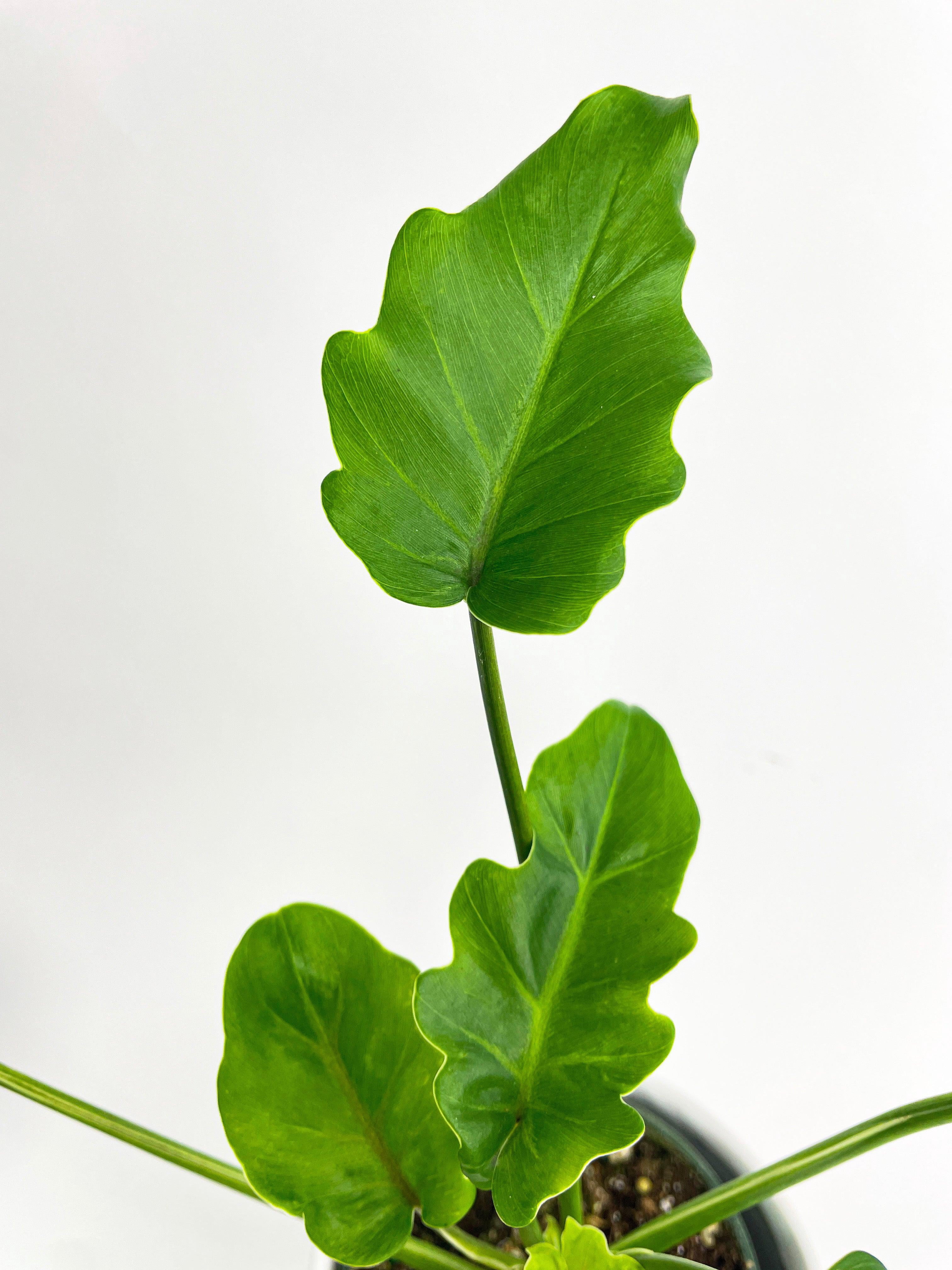 Bumble Plants Philodendron Bipinnatifidum Shangri-La - Full Live Colorful Houseplant in Nursery Pot, Easy Care, Indoor Plant for Beginners