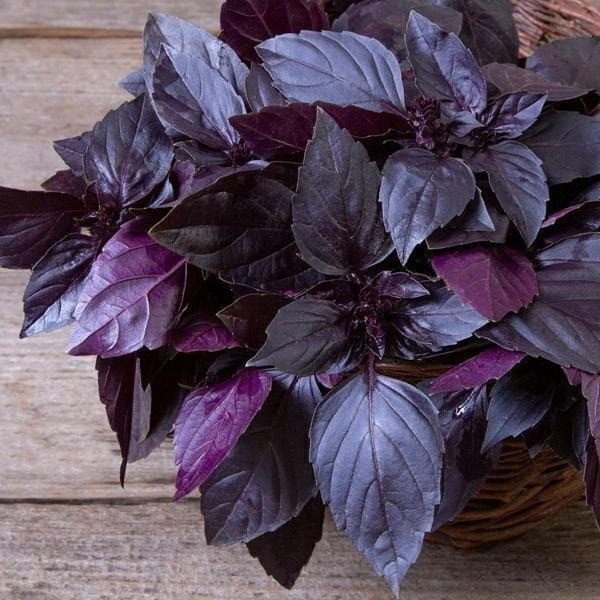 Basil "Genovese" Organic Seeds