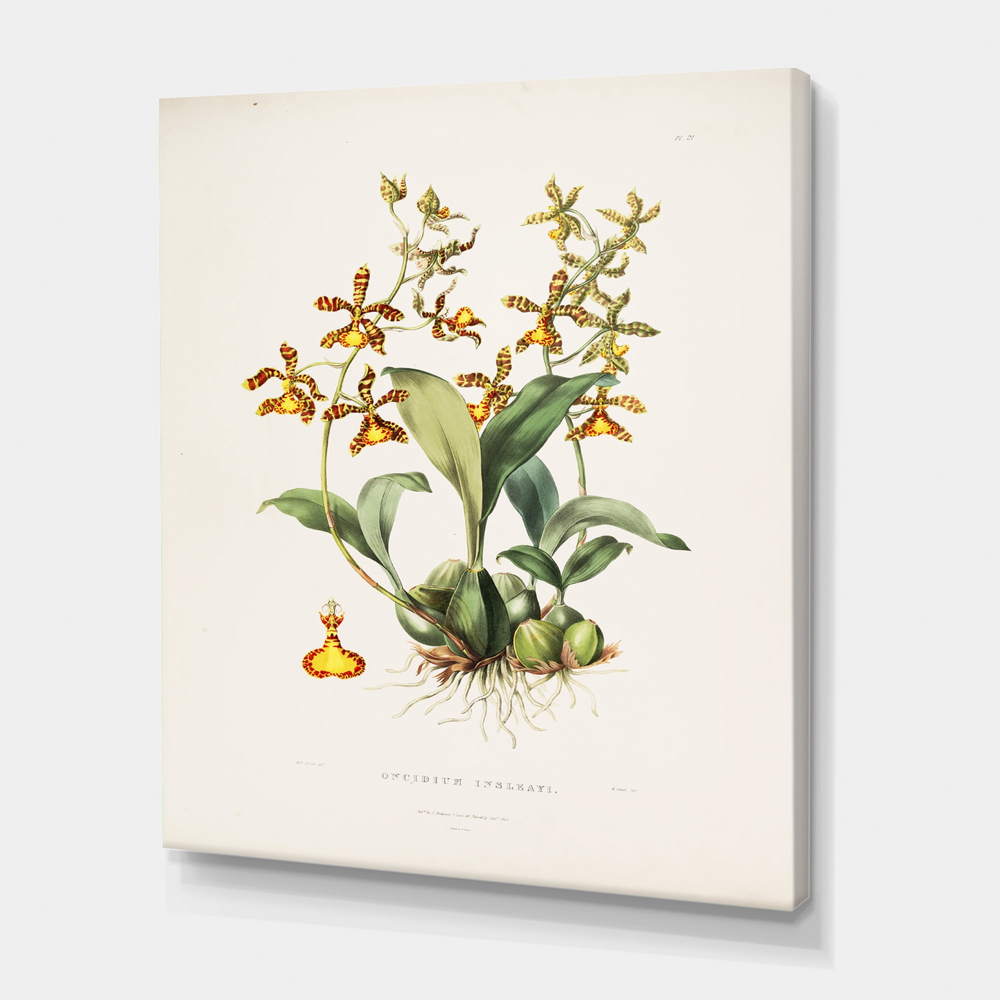 Designart ' Ancient Flower I ' Traditional Canvas Wall Art Print