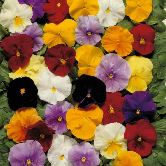 Outsidepride 2,000 Pansy Plant Seeds, 6-8 Inch Biennial
