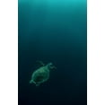 thumbnail image 2 of Melesan, Serge 23x32 White Modern Wood Framed Museum Art Print Titled - The Fly Of The Hawksbill, 2 of 4