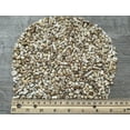 thumbnail image 3 of WHOLESALE Natural Semi Tumbled White Bamboo Coral Gemstone Chips ( 2 oz / 0.125 lb ), 3 of 8