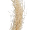 thumbnail image 3 of Vickerman Natural Botanicals 8"-12" Khejur Jhar, Bleached. Includes 25 pieces per Pack., 3 of 5
