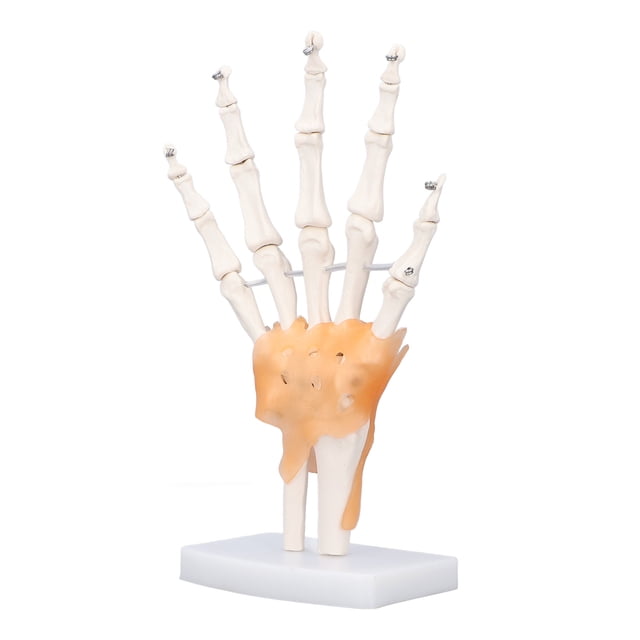 Modelo de esqueleto de mano humana, modelo de esqueleto de mano Modelo de articulación de mano de vida Modelo de esqueleto de mano de alta capacidad