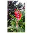 3 Red King Humbert Tall Canna Bulbs for Planting Cannas Lily Rhizomes
