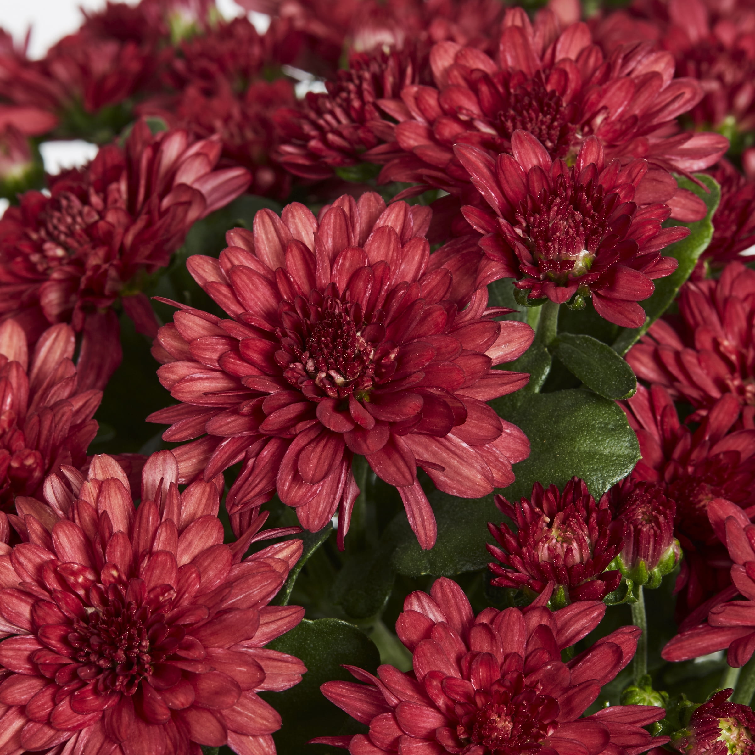 Expert Gardener 3qt Red Mum in 7" Cauldron Planter (1-pack), Fall Decor