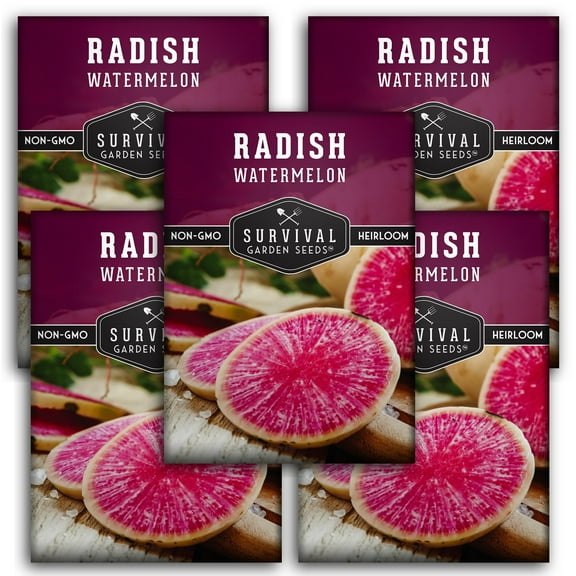 Watermelon Radish Seeds - 5 Pack - Non-GMO Heirloom Full Sun Biennial Vegetable