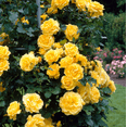 thumbnail image 3 of Golden Yellow Climbing Rose Live Plant - Heirloom Rose Plant Live for Planting - Fragrant Flowers Well Rooted Plant 4 to 7 Inch Tall, 3 of 5
