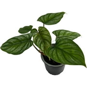 Philodendron Plowmanii by LEAL PLANTS ECUADOR, Green Plant| Philodendron Exotic Houseplant for Living Room