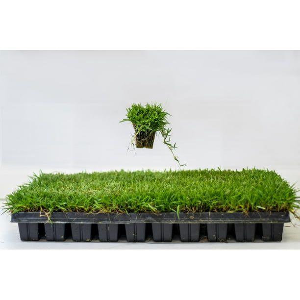 Zoysia Plugs 100 Full Zoysia Grass Plugs