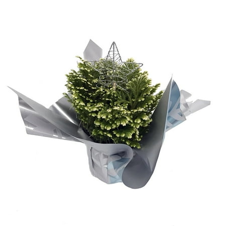 Selaginella Christmas Fern Frosty Fern Spike Moss - Selaginella - Easy to Grow - 4