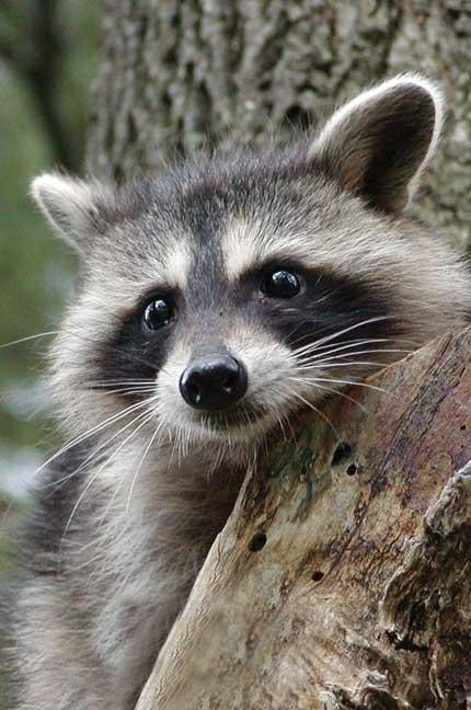 raccoon printopia