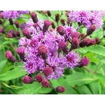 Ironweed Seeds for Planting (100 Seeds) Vernonia gigantea