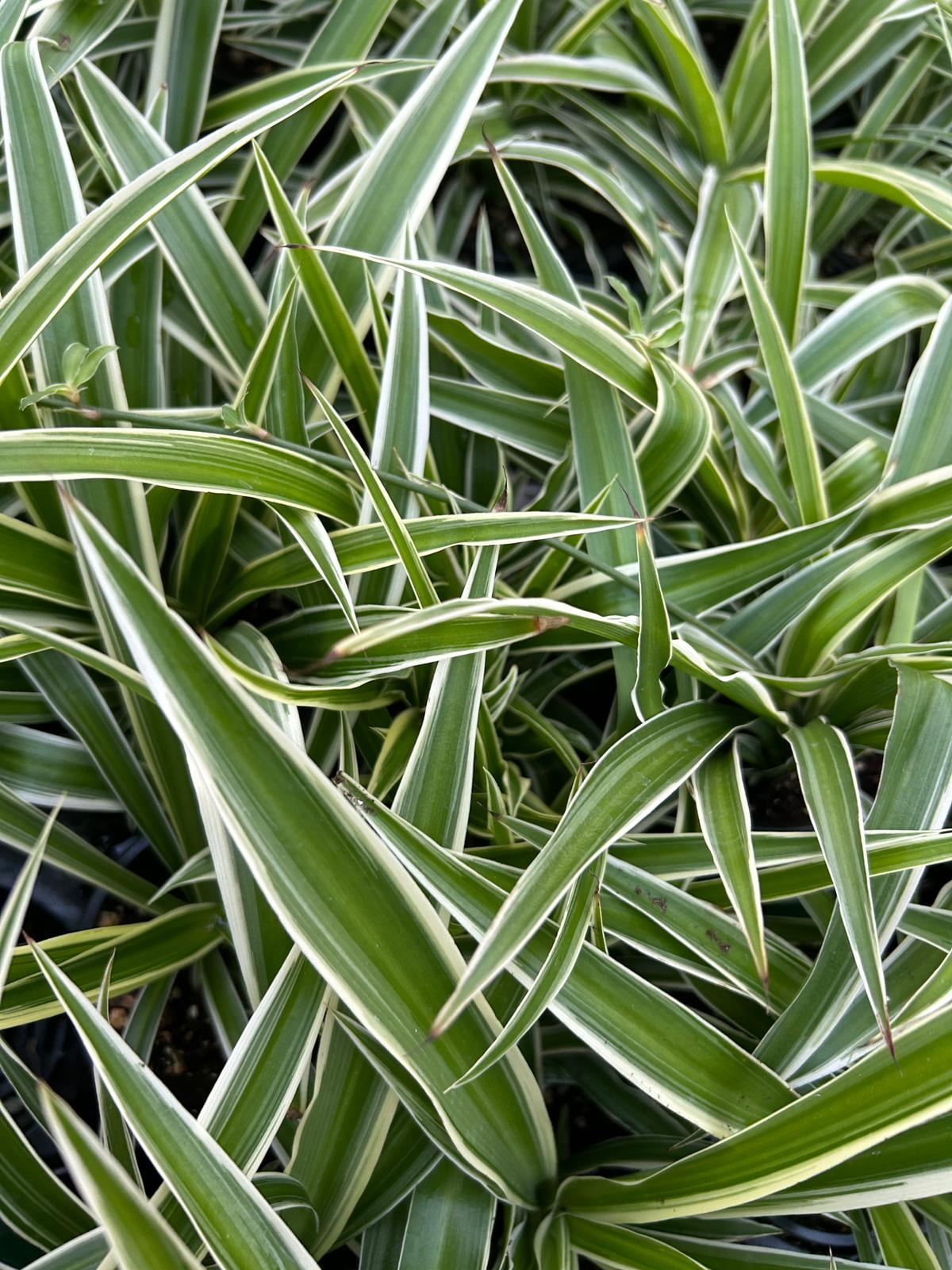 agave plant succulent Agave americana: Century Plant Succulents for Rocky Gardens – Bonte Farm main image 0