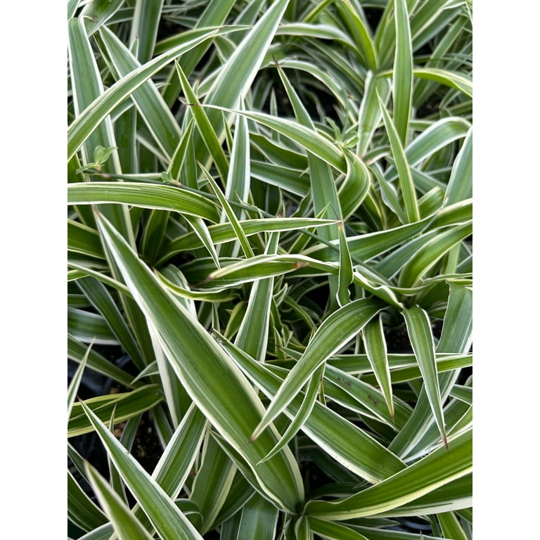 AUGUST BREEZE FARM 3 Pack Live Airplane Spider Plants, Indoor Houseplants,  Air Purifying, Low Maintenance - Walmart.com