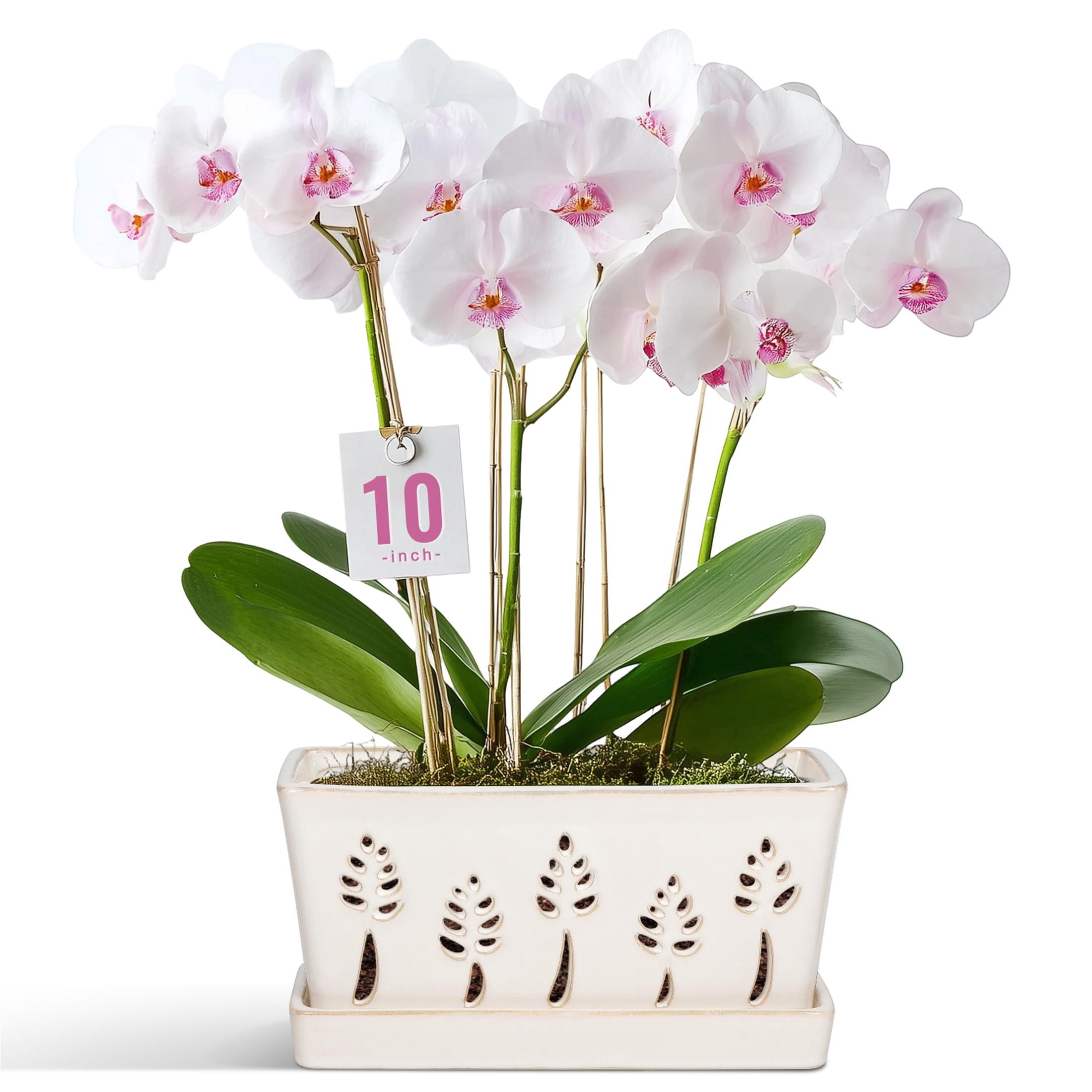 Ceramic orchid pot with holes,10×5 inch, premium thickened Handmade Glazed Pot with drainage and tray, accommodates 2 orchids, for easy repotting