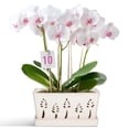 thumbnail image 7 of Ceramic orchid pot with holes,10×5 inch, premium thickened Handmade Glazed Pot with drainage and tray, accommodates 2 orchids, for easy repotting, 7 of 7