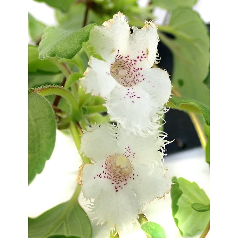 Josh s Frogs Alsobia dianthiflora Lace Flower Vine