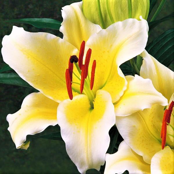Oriental Lily Gold Band (3 Bulbs) Yellow 