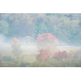 thumbnail image 2 of Jaynes Gallery 14x11 White Modern Wood Framed Museum Art Print Titled - USA-West Virginia-Davis Foggy forest in fall colors, 2 of 4