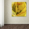 thumbnail image 4 of Trademark Fine Art "Inside a Beautiful Tulip" Canvas Art by Kurt Shaffer, 4 of 4