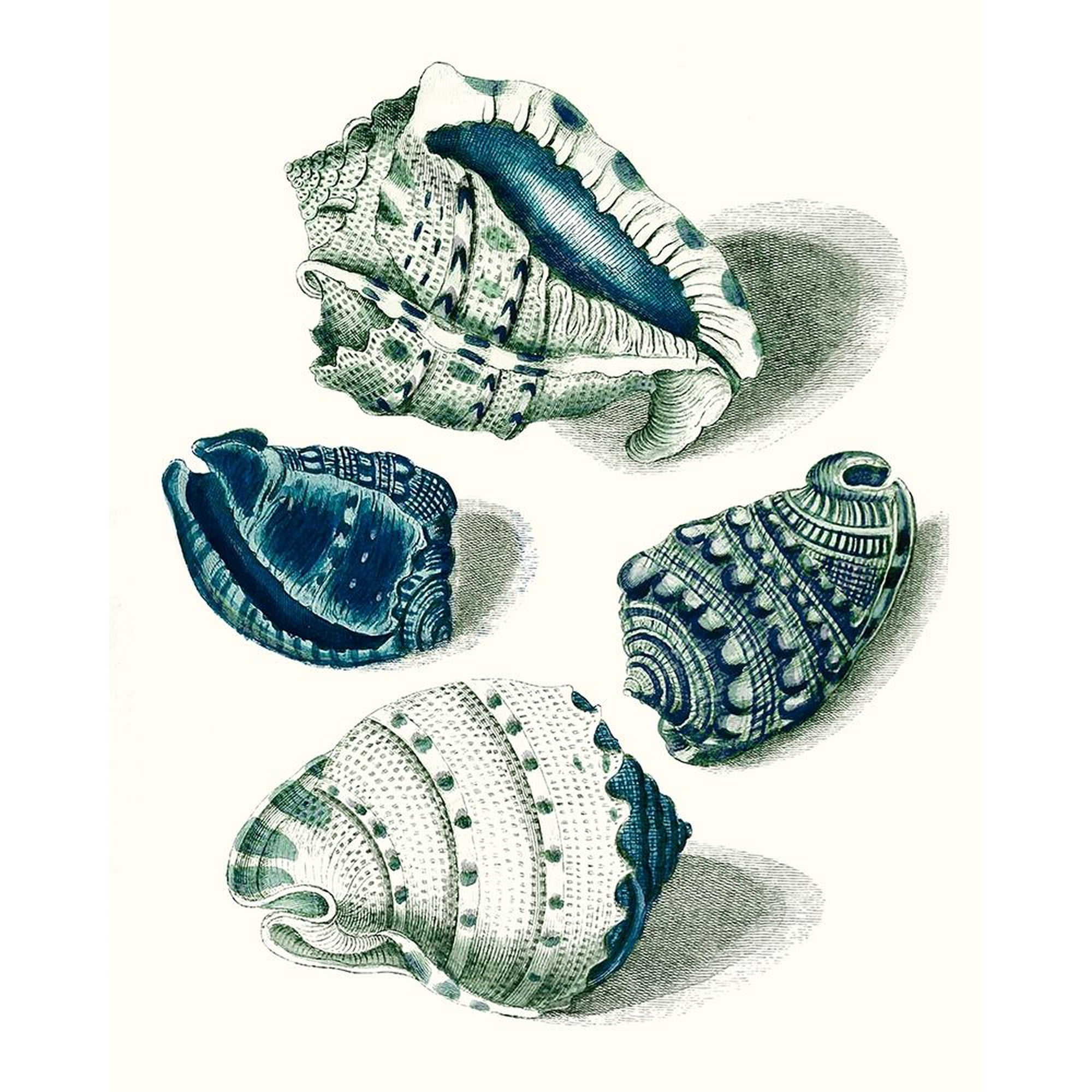 Celadon Shells I Poster Print - Studio Vision (24 x 36)