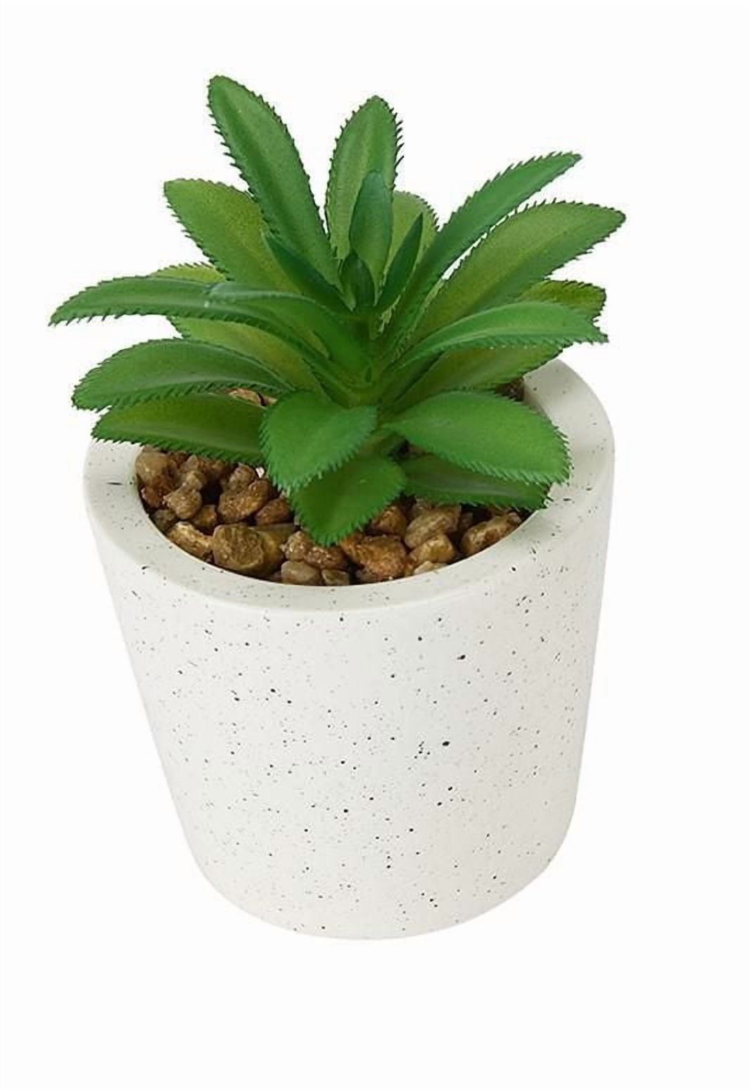 Succulente Anko en Pot