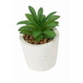 thumbnail image 3 of Succulente Anko en Pot, 3 of 5